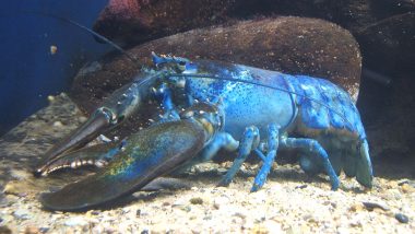 Blue Lobster, Extremely Rare Creature Having 1 in 2 Million Chance of Being Caught, Found by Fisherman in Ireland