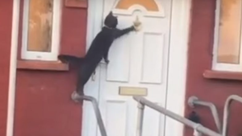 This Cat Knocks on Door To Let Be In! Old Video of 'Britain's Politest Cat' Goes Viral Again