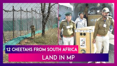12 Cheetahs From South Africa Land In MP, PM Modi Says, ‘Boost To India’s Wildlife Diversity’