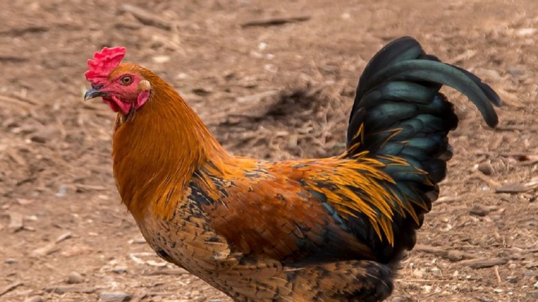 Chicken Likely To Get Expensive in Australia, Know Here What's Making It Costlier