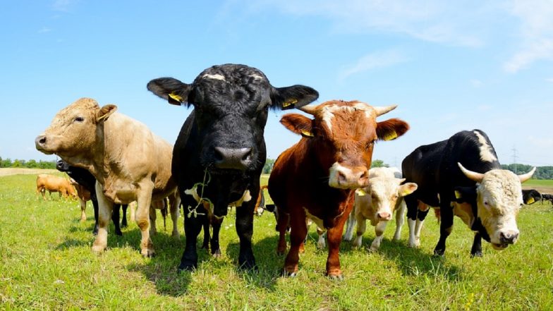 New York: Cow Escapes Slaughter House Vehicle, Gets Placed in Skylands Animal Sanctuary in New Jersey (Watch Video)