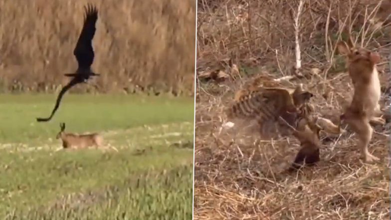 Viral Video: Rabbit Jumps in Air to Escape the Claws of Swooping Eagle