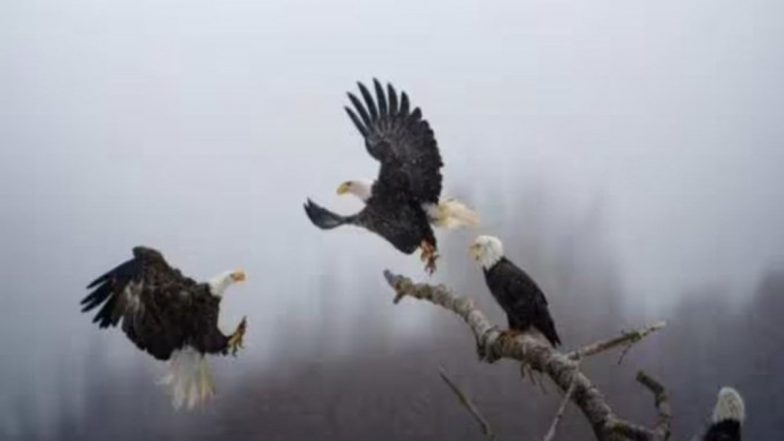 Indian-American Software Engineer Karthik Subramaniam Wins 2023 National Geographic 'Pictures of the Year' Award, Beats Over 5,000 Entries