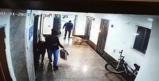 Gurugram Dog Attack Video: 12-Year-Old Girl Narrowly Escapes Attack by Labrador Dog in Uniworld Garden City-2