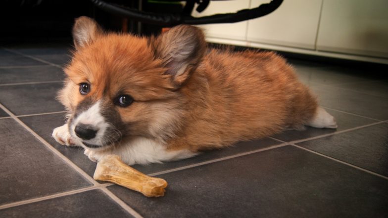Doggy Dhaba in Indore Is a Big Hit Among Our Furry Friends! Everything To Know About This Place That Caters to Dogs