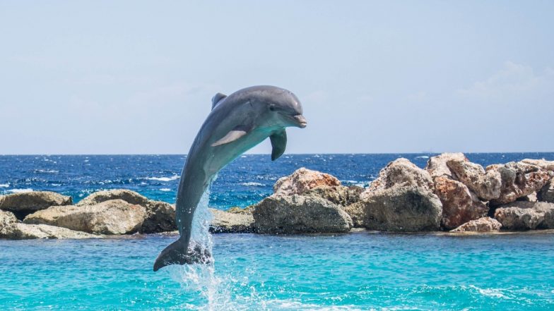Japan: More Dolphins Washed Ashore Near Tokyo for Second Straight Day