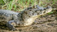 US Shocker: Missing Florida Boy Found Dead Inside Alligator's Jaw Day After Mother Stabbed to Death in St Petersburg