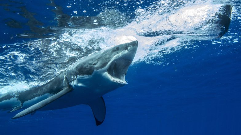 Man killed by shark after wading into sea in Brazil