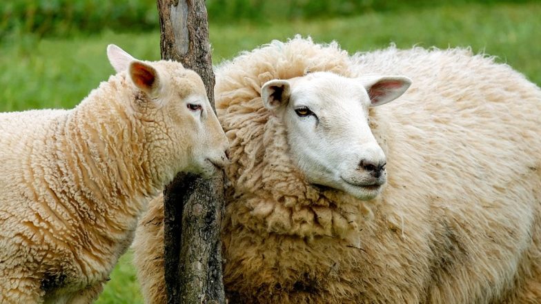 Jammu and Kashmir Road Accident: 70 Sheep and Goats Perish As Truck Carrying Them Falls in Gorge in Udhampur