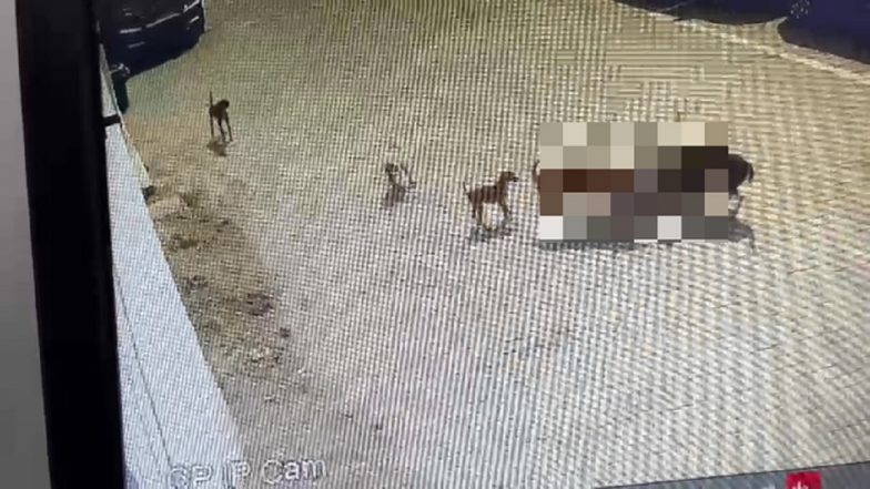 Hyderabad Horror: Small Boy Mauled To Death by Stray Dogs, Disturbing Video of Attack Surfaces