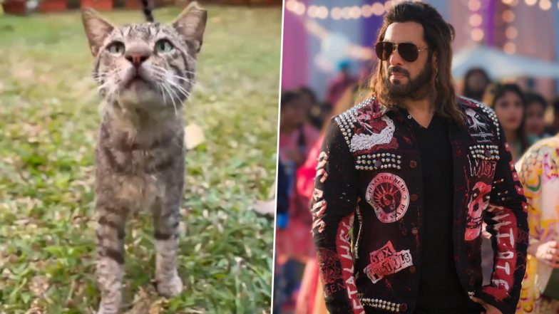 Salman Khan Announces Kisi Ka Bhai Kisi Ki Jaan Second Song Launch Date With Video of Two Cats! -Watch