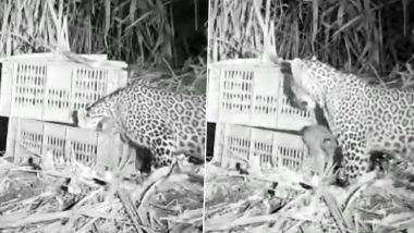 Video: Satara Forest Department Reunite Two Leopard Cubs With Mother in Maharashtra, CCTV Footage Goes Viral