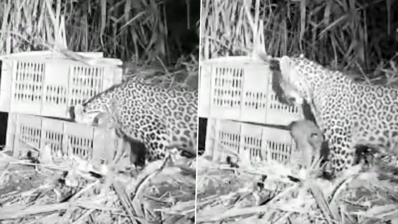 Video: Satara Forest Department Reunite Two Leopard Cubs With Mother in Maharashtra, CCTV Footage Goes Viral