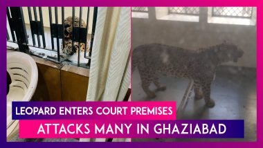 Leopard Enters Ghaziabad Court Premises In Uttar Pradesh, Several Injured In The Attack