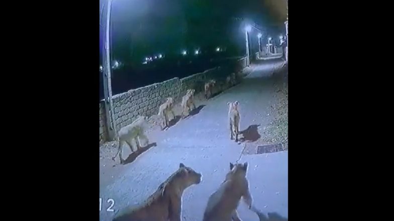 Gujarat: Lions Seen Roaming on Street of Amreli Village, Fear Grips Residents After Scary Video Goes Viral