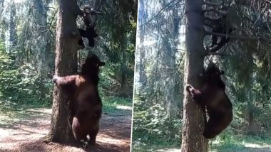 Man vs Bear Video: Watch Heart-Stopping Encounter Between Hiker and Bear That Will Give You Chills