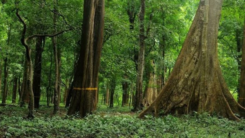 Jammu and Kashmir: Four Members of Tribal Nomadic Family Dead as Pine Tree Falls on Tent in Kishtwar (Watch Video)