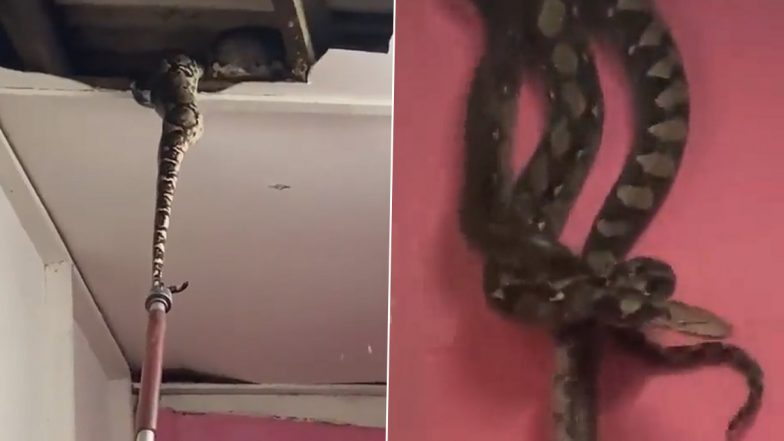 Viral Video: Mating Pythons Crash Through Ceiling in Malaysia