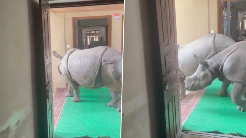 Viral Video: Two Rhinos Roam Freely Inside a Building at Chitwan National Park in Nepal