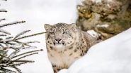 Snow Leopard Spotted for First Time in Uttarakhand&rsquo;s Darma Valley (See Pic)