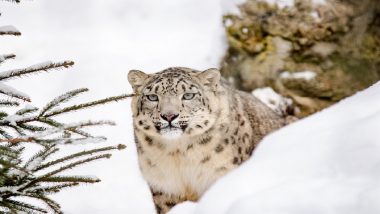 Snow Leopard Spotted for First Time in Uttarakhand’s Darma Valley (See Pic)