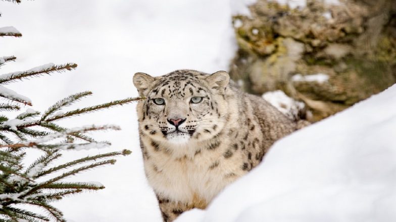 Snow Leopard Spotted for First Time in Uttarakhand’s Darma Valley (See Pic)