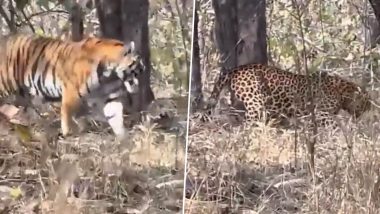 Tiger vs Leopard Fight on Cards? Viral Video Shows 'Peaceful Coexistence' Between Two of Jungle's Fiercest Predators