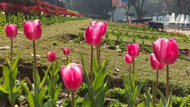 Tulip Festival 2023: NDMC to Hold 13-Day Flowers Festival in Lawns of Shanti Path and Chanakyapuri