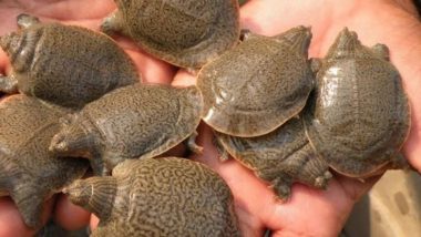 Uttar Pradesh: 32 Flapshell Turtles Rescued in Bijnor, Two Arrested Under Wildlife Protection Act