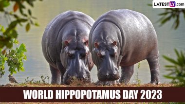 World Hippo Day 2023 Date: Know History and Significance of the Day That Raises Awareness About Protecting Hippopotamus