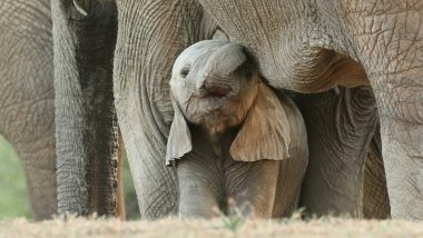 Maharashtra: Newborn Elephant Calf Found Dead in Gadchiroli Forest