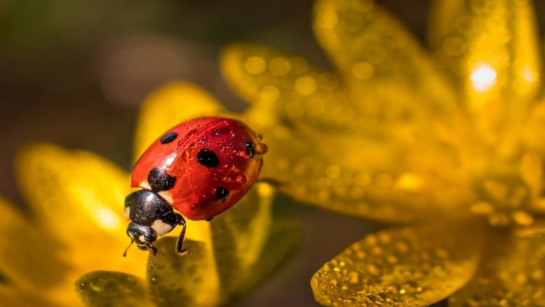 'Hitler Bug': Insect Known for Its Awful Stink Renamed After Adolf ...