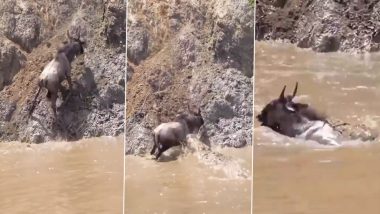 Bovid Falls Into Stream While Climbing Slippery Hill, Ends Up in Jaws of Giant Crocodile; Bone-Chilling Video Goes Viral