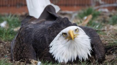 US: Poor Murphy, The Eagle, Hatching Rock For Month At World Bird Sanctuary in Missouri