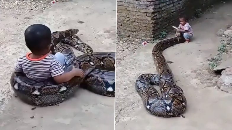 Video of girl fearlessly playing with giant snake shocks netizens