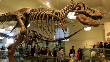 Dinosaurs’ Hollow Bones That Made Them Giants Evolved Independently at Least Three Times: Research