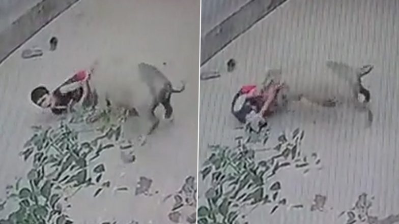 Pig Attack in Maharashtra: Wild Swine Attacks Child Playing on Road in Gondia (Watch Video)