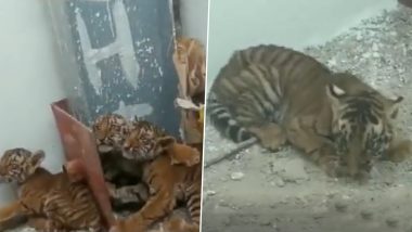 Andhra Pradesh: Four Tiger Cubs Found in House in Nandyala District; Rescued by Forest Officials (Watch Video)