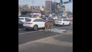 Zebra's Day Out In South Korea's Seoul, Internet Calls It 'Zebra Crossing' (Watch Video)