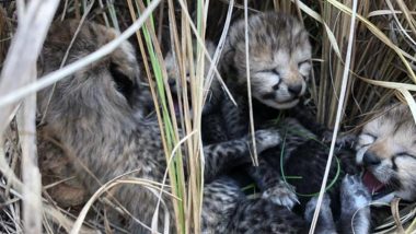 'Wonderful News'! PM Narendra Modi Celebrates Birth of First Cheetah Cubs in India, View Pics of Four Baby Cheetahs Born in Kuno National Park