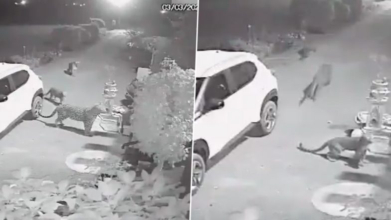 Leopard in Pune: Three Leopards Stray Around House in Junnar, Video Stirs Panic