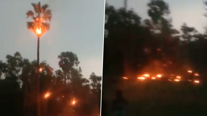 Mumbai Rains: Palm Tree Catches Fire After Lightning Strikes in Palghar, Breathtaking Video of Blaze Goes Viral