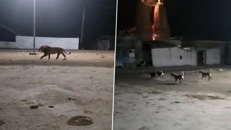 Gujarat: Street Dogs Chase Lion in Somnath Gir Village, CCTV Footage Goes Viral