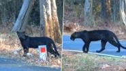 That’s Bagheera! Black Leopard Spotted Carefully Crossing Mul-Chandrapur Road (Watch Video)