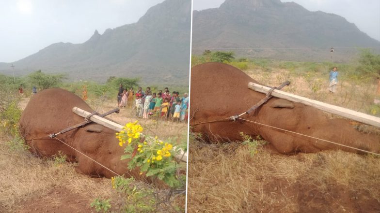 Tamil Nadu: Male Elephant Electrocuted to Death After Power Line Falls on It in Coimbatore (See Pics and Video)