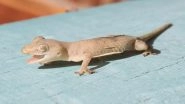Ground-Dwelling Gecko&rsquo;s New Species Discovered in Forests of North Kerala