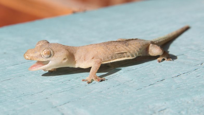 Ground-Dwelling Gecko’s New Species Discovered in Forests of North Kerala