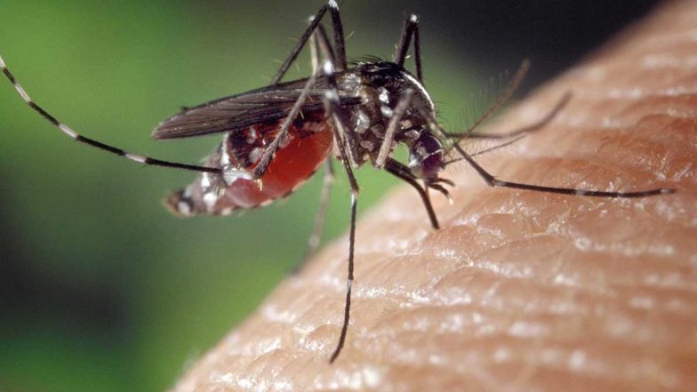 Dengue Cases in Delhi: National Capital Reports 27 Cases of Dengue This Week Amid Flooding and Waterlogging in Various Parts of City