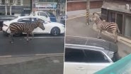 Zebra on Loose Roams Seoul Streets After Escaping Children&rsquo;s Grand Park Zoo, Rescued (Watch Video)