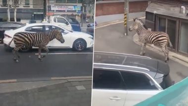 Zebra on Loose Roams Seoul Streets After Escaping Children’s Grand Park Zoo, Rescued (Watch Video)